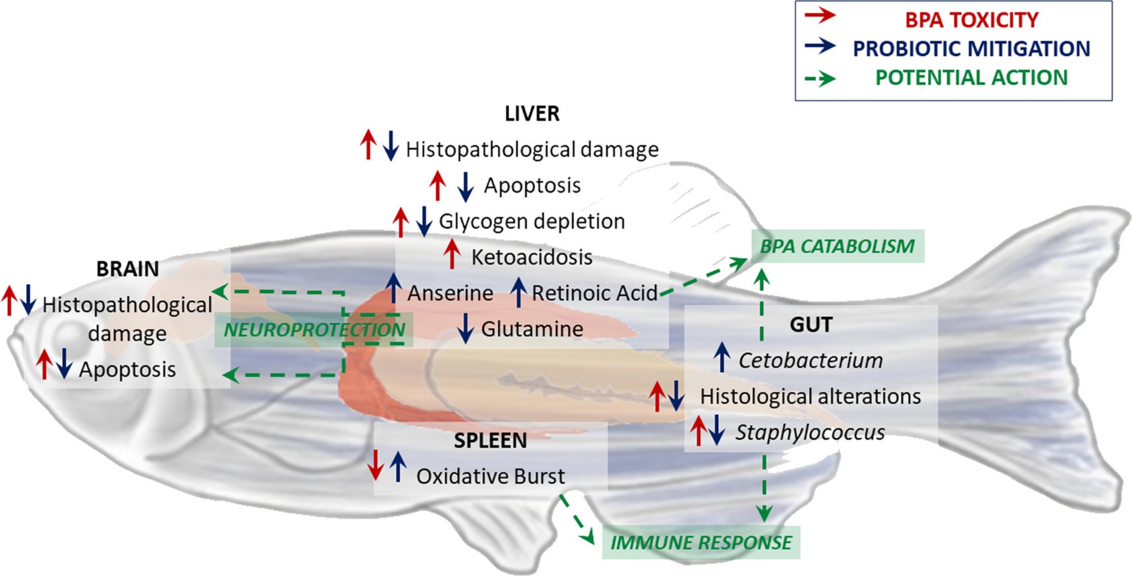 [헥토헬스케어 사진자료 출처 The Probiotics SLAB51 as agent to counteract BPA toxicity on zebrafish gut microbiota-liver-brain axis